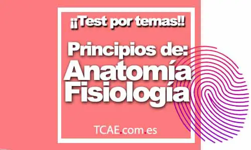 Test-TCAE-Auxiliar-de-Enfermería-Por-Temas-Principios de anatomía y fisiología humana